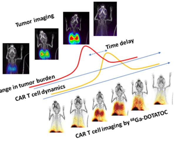 Near-synchronous imaging of tumor and T cell dynamics reveals tumor and chimeric antigen receptor (CAR) T cell co-localization; CAR T peak after the tumor elimination; and subsequent CAR T egress.