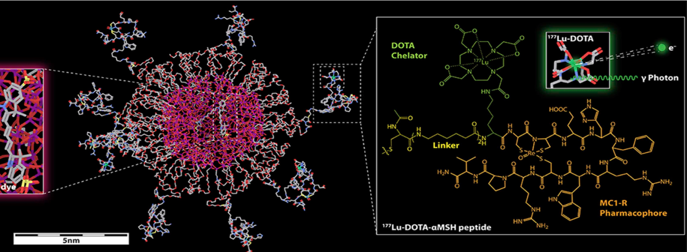 177Lu-DOTA-αMSH-PEG-Cy5-C′ dot targets melanocortin-1 receptor over-expressed on melanoma. 