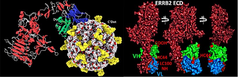 Engineering of ultrasmall Cornell prime dots with HER2-targeting fragments and topoisomerase inhibit