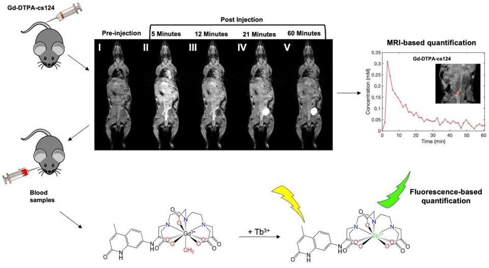Rapid in vitro quantification of sensitized gadolinium chelates