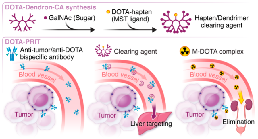 Establishment Of Efficacy Of DOTA-based Pretargeted Radioimmunotherapy ...