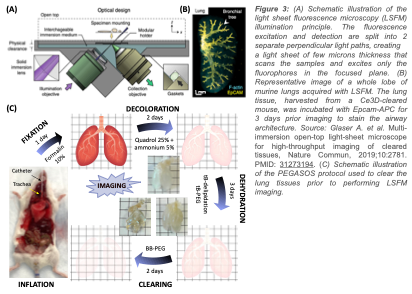 LSFM, whole murine organs, PEGASOS protocol