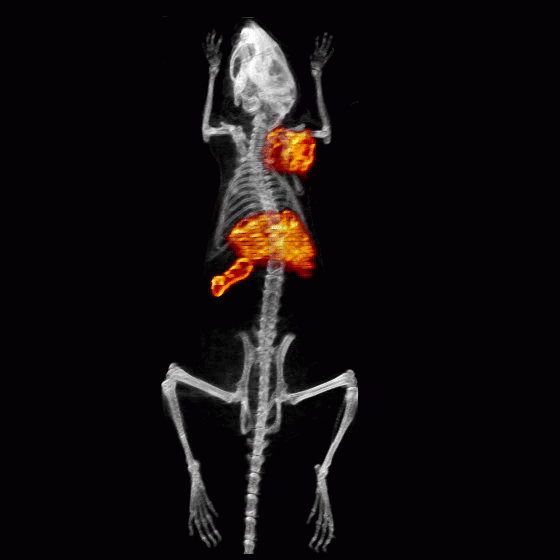 PET/CT scan animation 89Zr-labeled peptide-based nanofiber precursor, PET/CT scan mouse animation 89Zr-labeled peptide-based nanofiber precursor