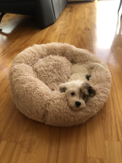 jamba in a pink fluffy dog bed